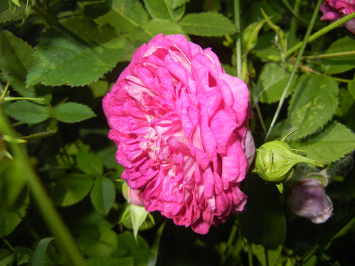 Rosa damascena (2014, May 21)