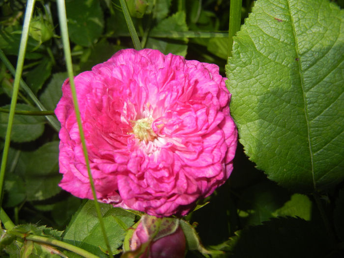 Rosa damascena (2014, May 21) - ROSA Damascena_Damask Rose