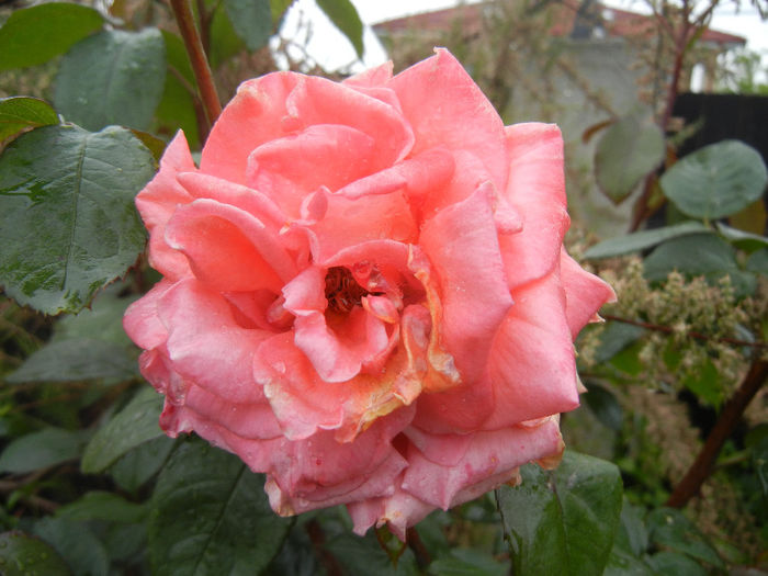Rose Artistry (2014, May 14)