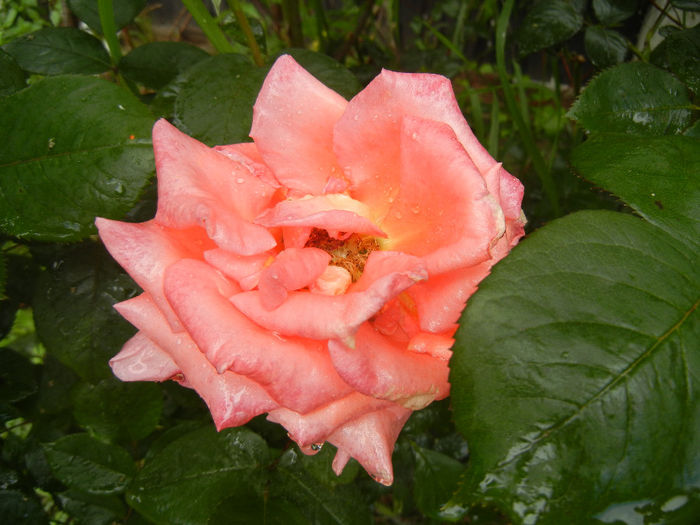 Rose Artistry (2014, May 16)