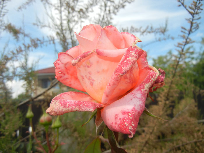 Rose Artistry (2014, May 18)