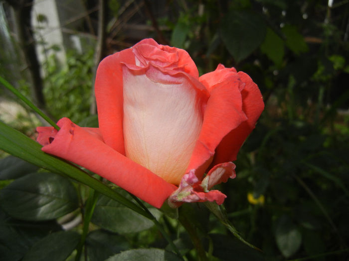 Rose Artistry (2014, May 18)