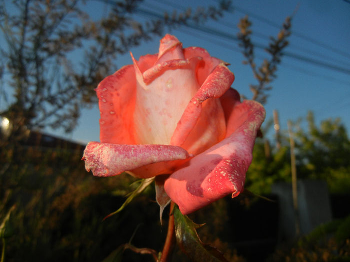 Rose Artistry (2014, May 18)