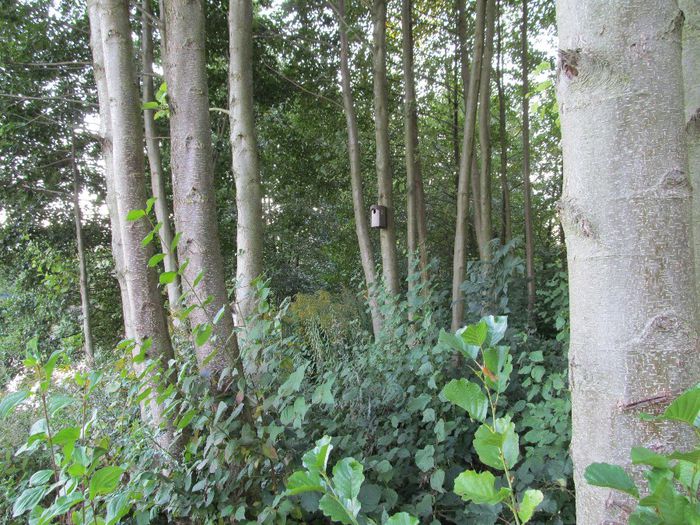  - Diverse 1 - Plimbari