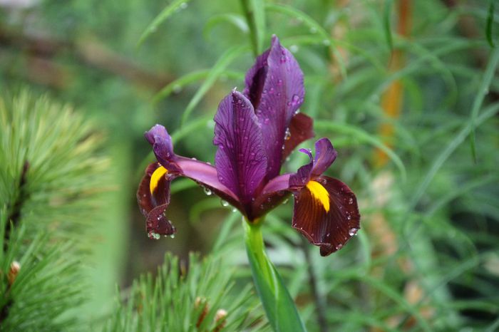 Iris holandica Red Amber