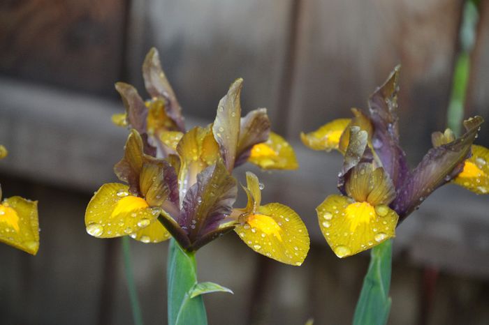 Iris holandica Bronze Queen