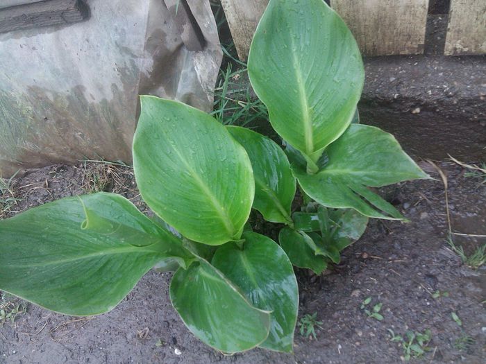 PHOTO_20140531_172611 - canna indica la ghiveci 2016