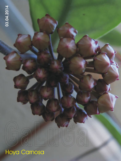 Hoya Carnosa - Carnosa