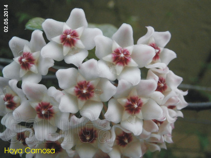 Hoya Carnosa; Deschidere boboci.
