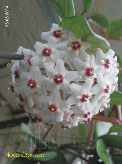 Hoya Carnosa - Carnosa