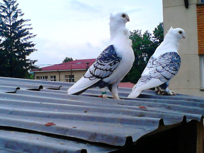 DSC_0501 - SATINETI SCRISI PE NEGRU