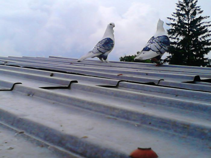 DSC_0504 - SATINETI SCRISI PE NEGRU