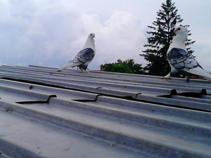 DSC_0503 - SATINETI SCRISI PE NEGRU