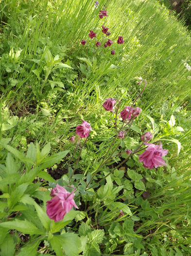 DSCF2874 - Aquilegii