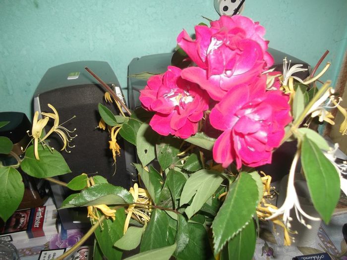 DSCF2678 - PRIMAVARA-VARA 2014