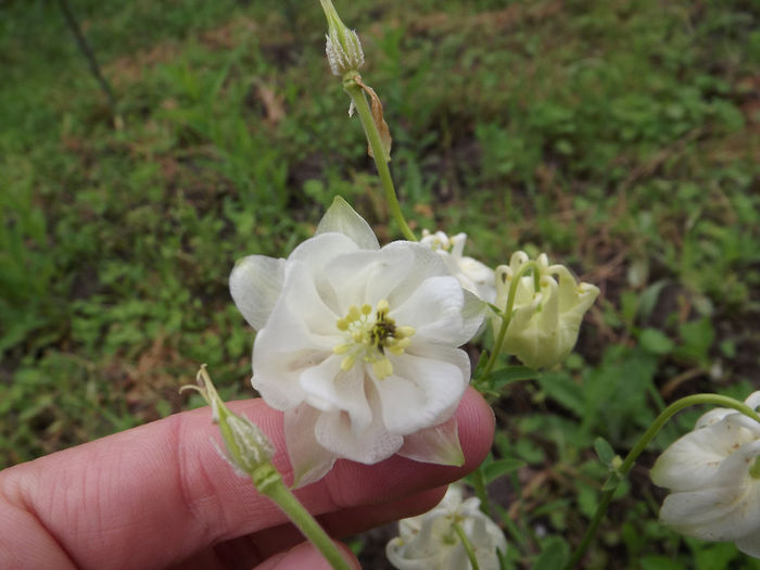 DSCF2892 - Aquilegii