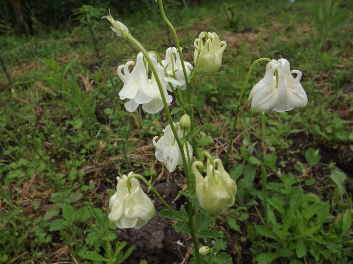 DSCF2891 - Aquilegii