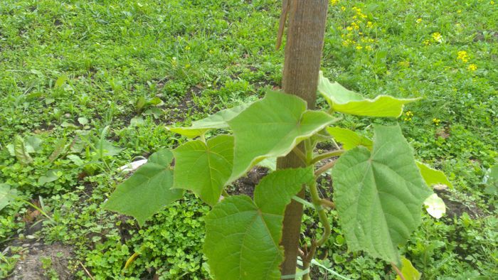 IMAG1736 - paulownia