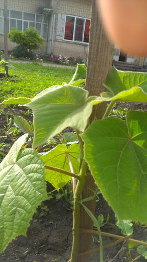 IMAG1739 - paulownia