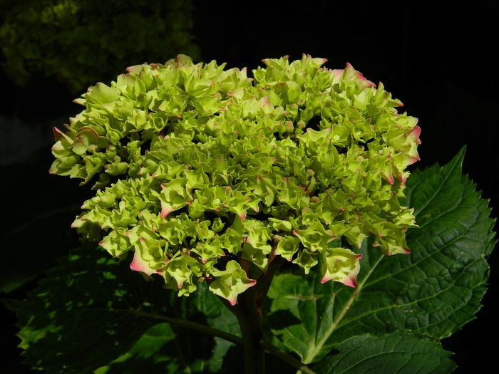 DSCN0752 - MAI_2_2014