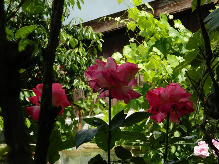 DSCN0768 - MAI_2_2014