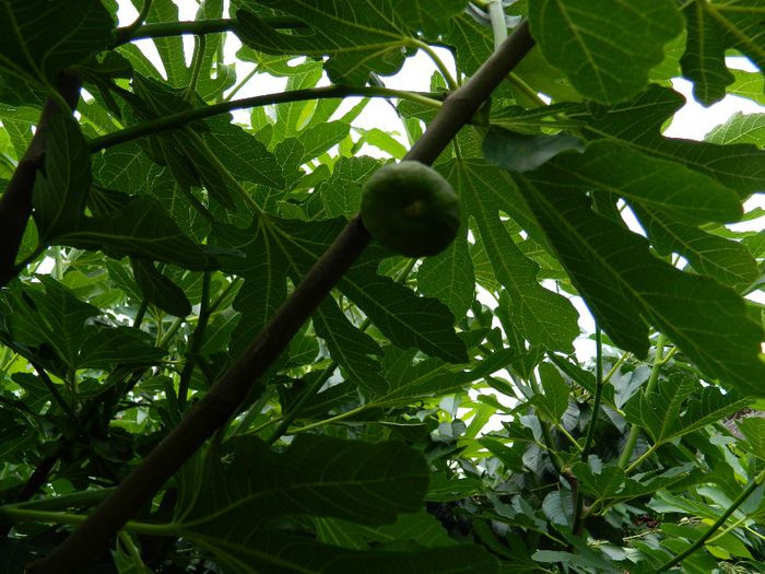 DSCN0785 - MAI_2_2014