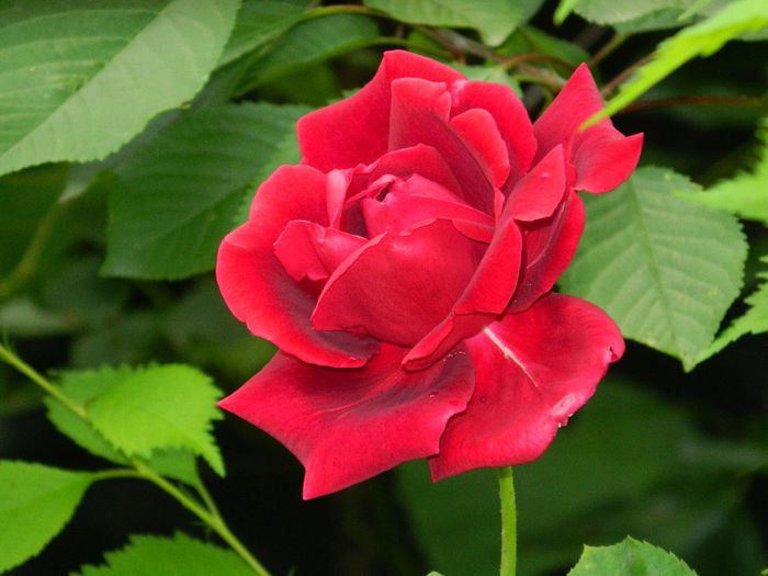 DSCN0789 - MAI_2_2014