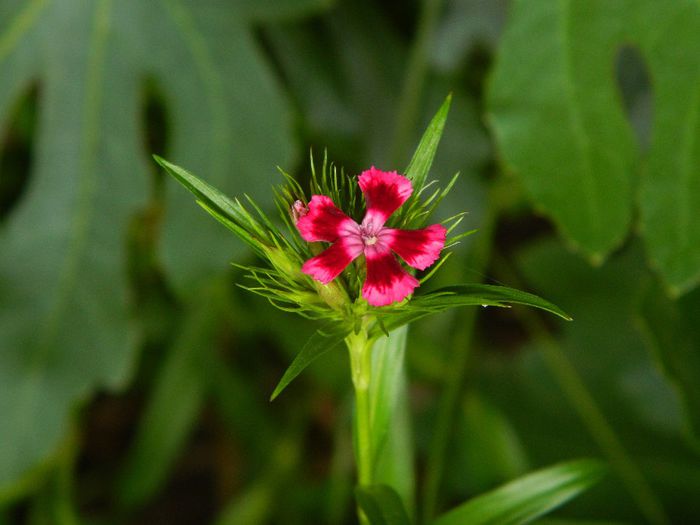 DSCN0793 - MAI_2_2014