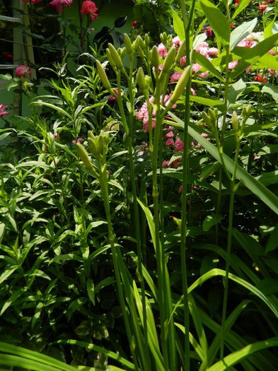 DSCN0798 - MAI_2_2014