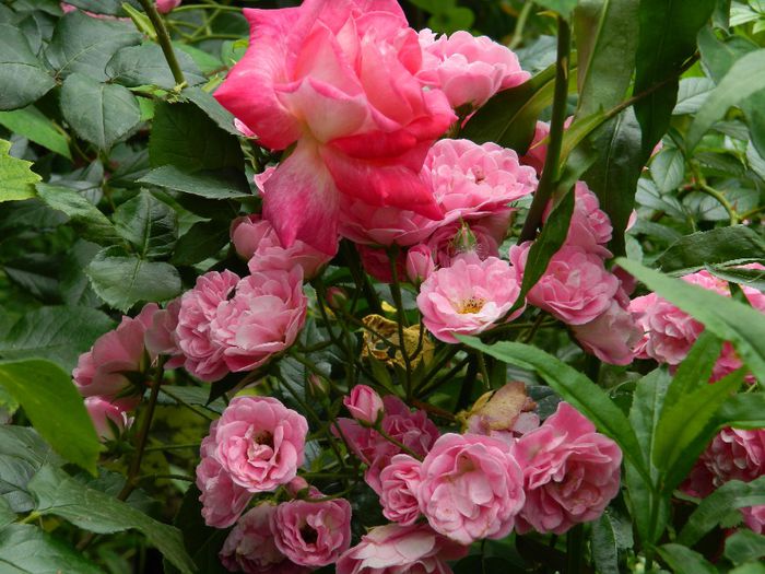 DSCN0805 - MAI_2_2014