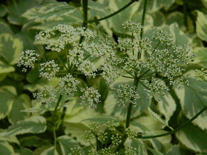 DSCN0808 - MAI_2_2014