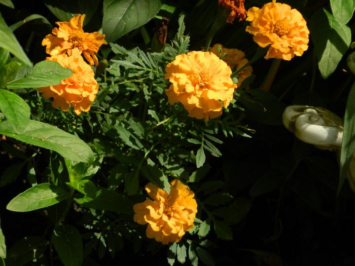 DSCN0811 - MAI_2_2014