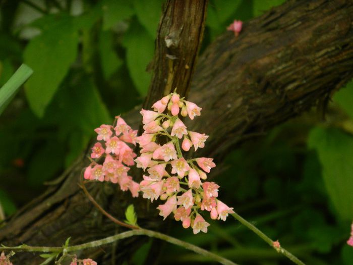 DSCN0812 - MAI_2_2014