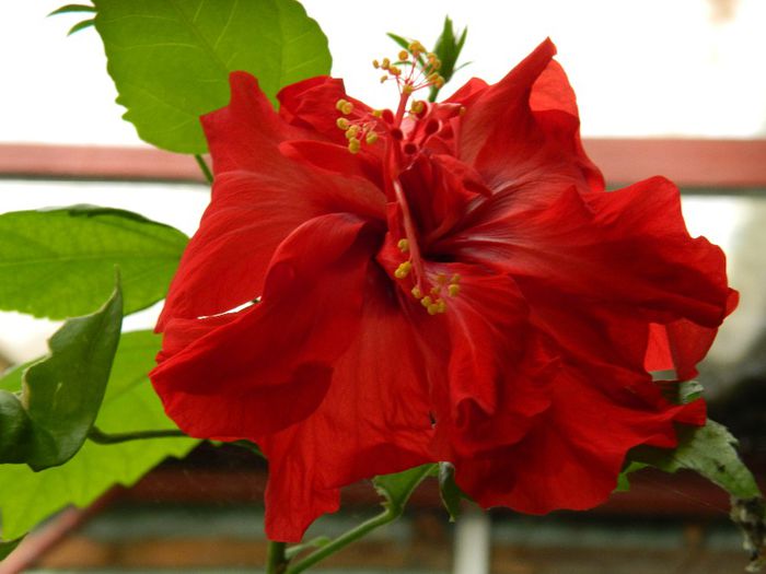 DSCN0815 - MAI_2_2014