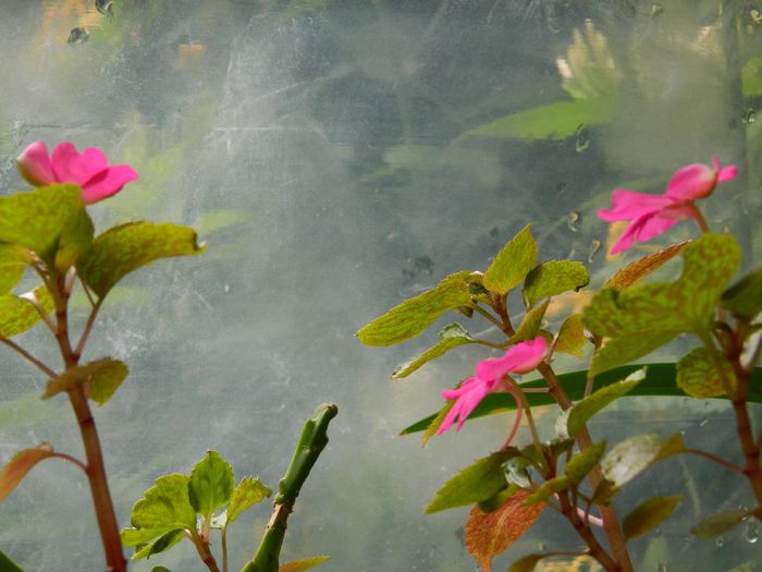 DSCN0820 - MAI_2_2014