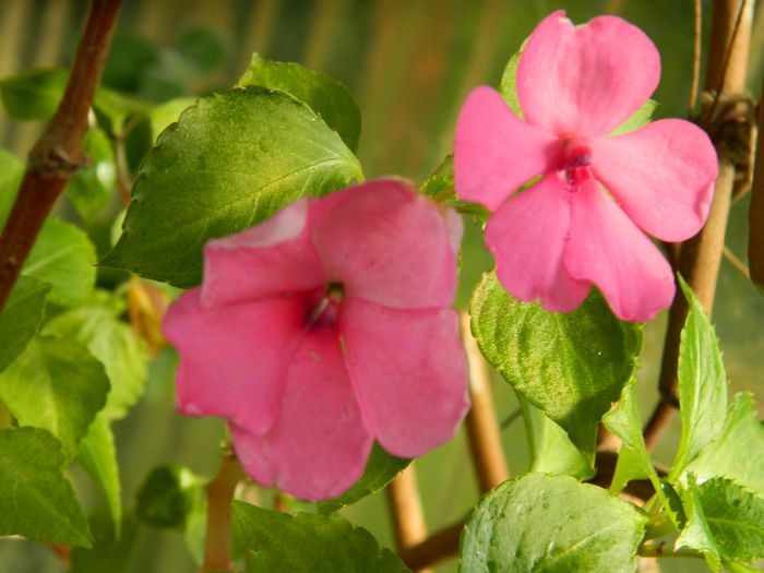 DSCN0821 - MAI_2_2014