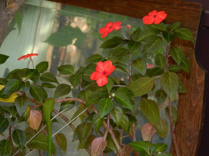 DSCN0825 - MAI_2_2014