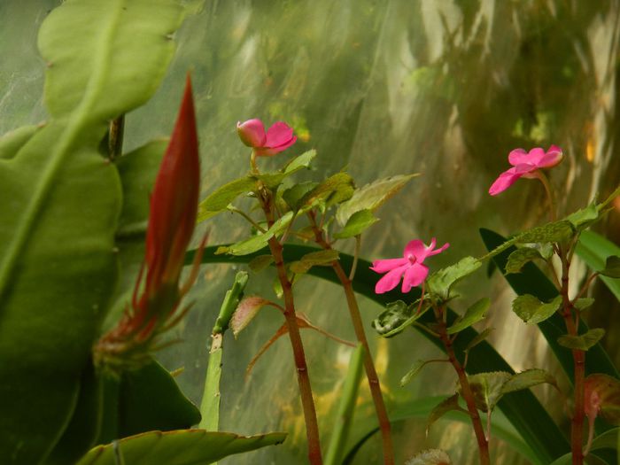 DSCN0826 - MAI_2_2014