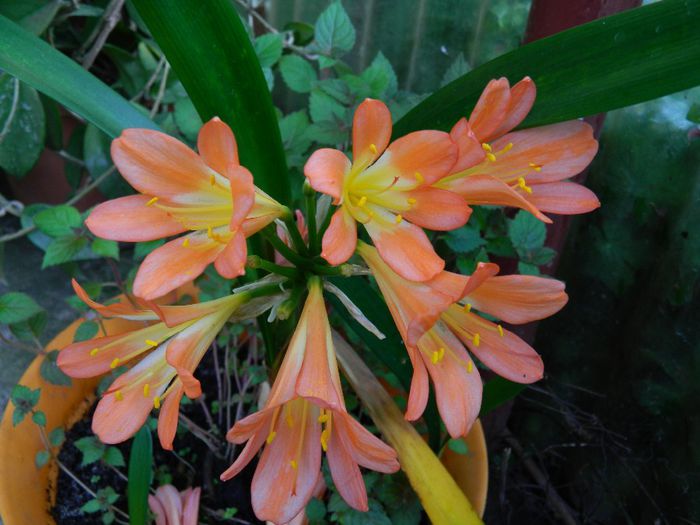 DSCN0829 - MAI_2_2014