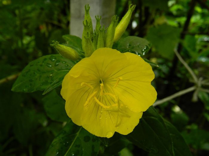 DSCN0831 - MAI_2_2014