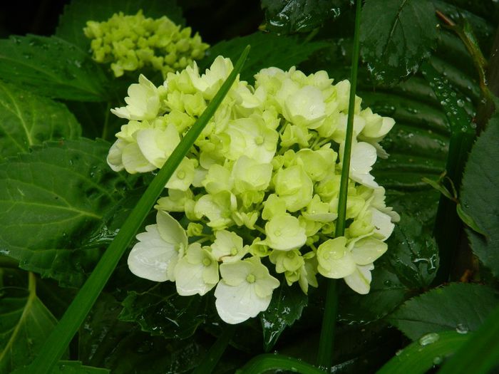 DSCN0834 - MAI_2_2014