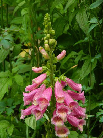 DSCN0838 - MAI_2_2014