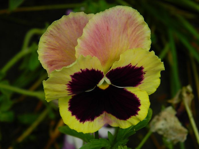 DSCN0843 - MAI_2_2014