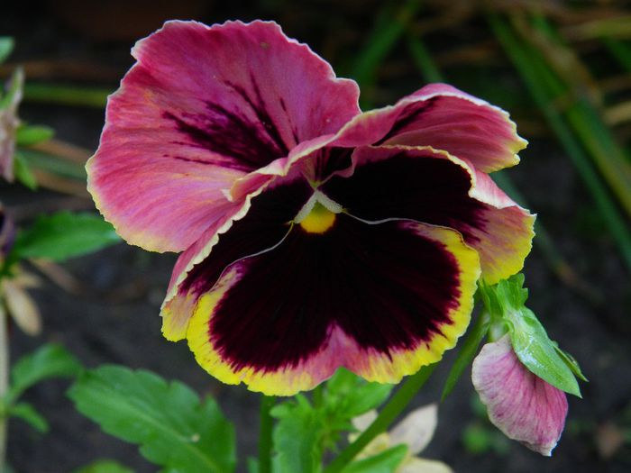 DSCN0844 - MAI_2_2014