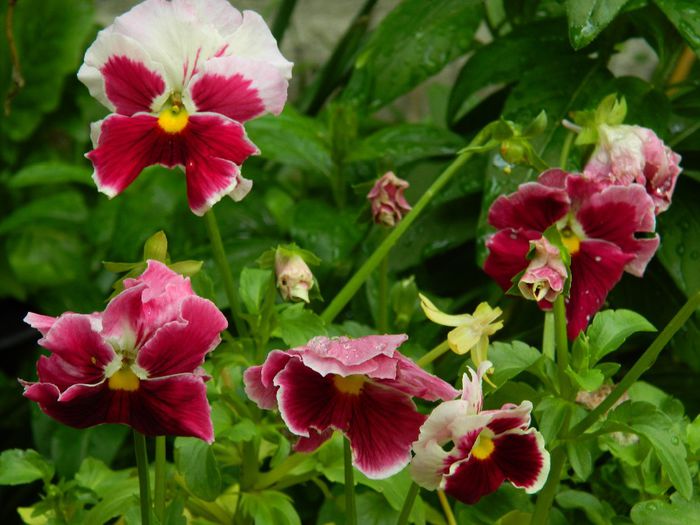 DSCN0846 - MAI_2_2014