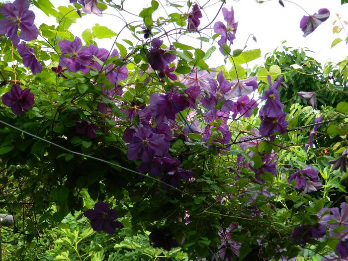 DSCN0850 - MAI_2_2014