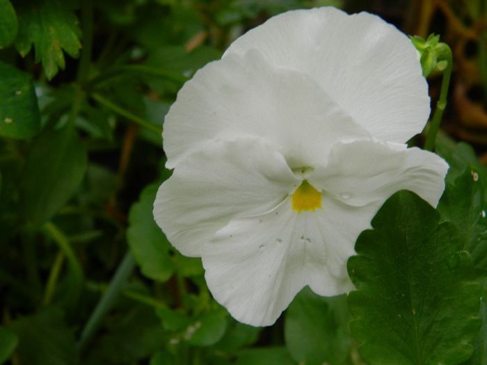 DSCN0852 - MAI_2_2014