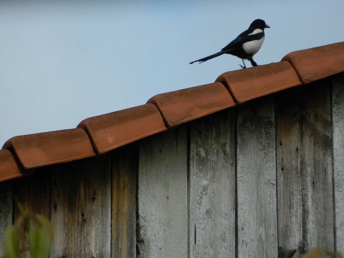 DSCN0862 - MAI_2_2014