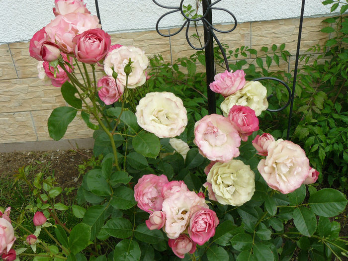 Acropolis (Meilland rose) - Tufe trandafiri_2014