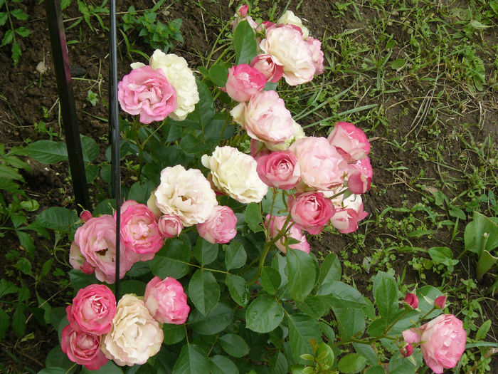 Acropolis (Meilland rose); Pe masura ce florile se trec tufa se umple de degradeuri de efect
